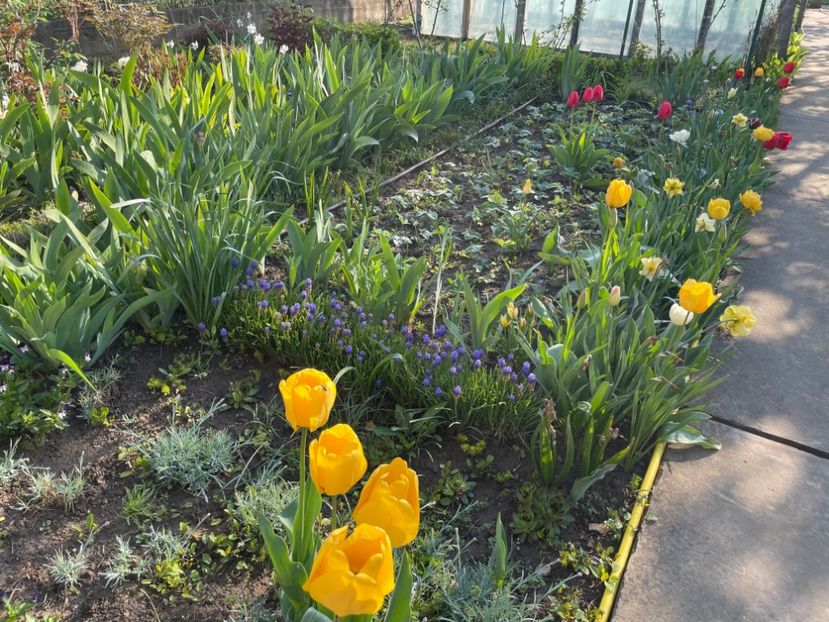 A808420E-67CD-4F57-8047-3216AE05DC1B - 01 Primăvara 2023