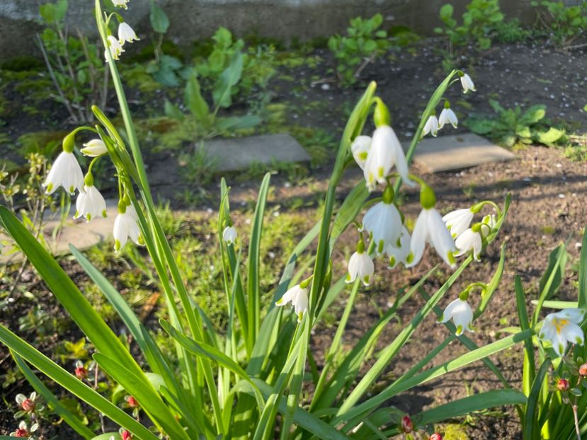 C71BCAA4-7B9A-40EA-8160-2A176A8B38EB - 01 Primăvara 2023