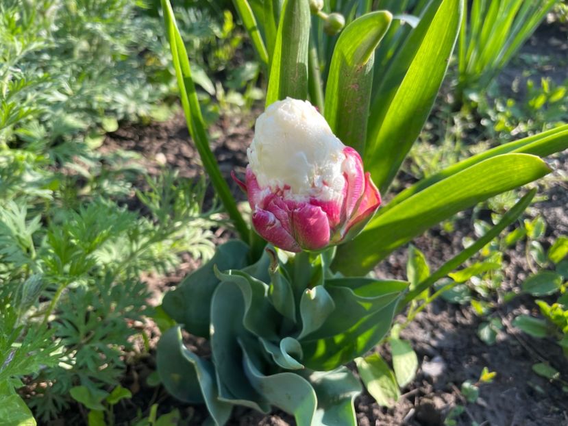 84594036-2D30-4EAF-AB0B-6DA4983C7C89 - 01 Primăvara 2023