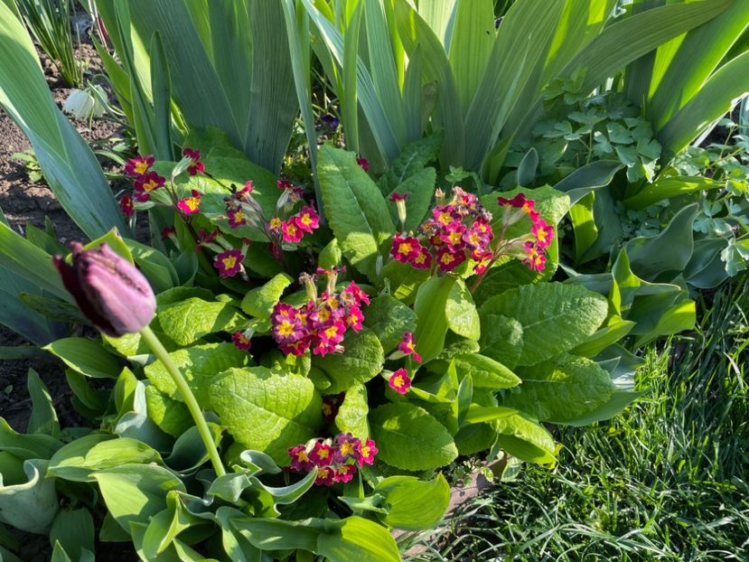 DEFFD52C-022F-4A66-A84F-1D056D801945 - 01 Primăvara 2023