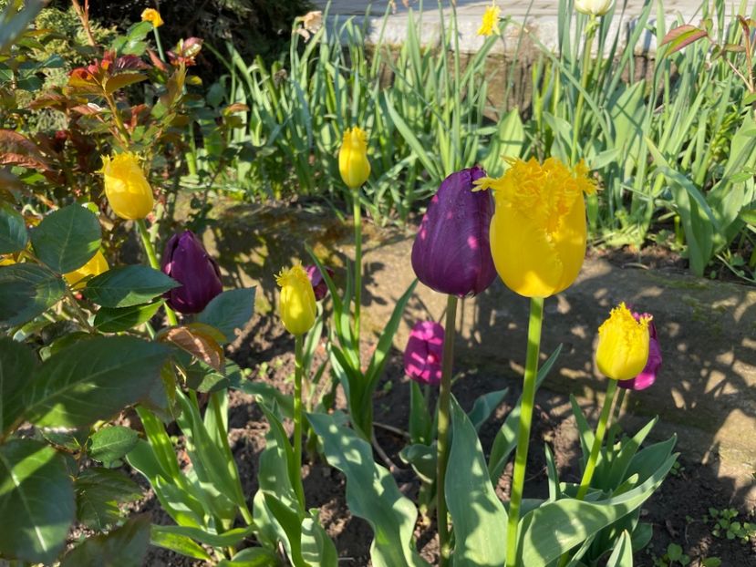 D07FC19C-1BF9-4951-9318-33112B7AC03F - 01 Primăvara 2023