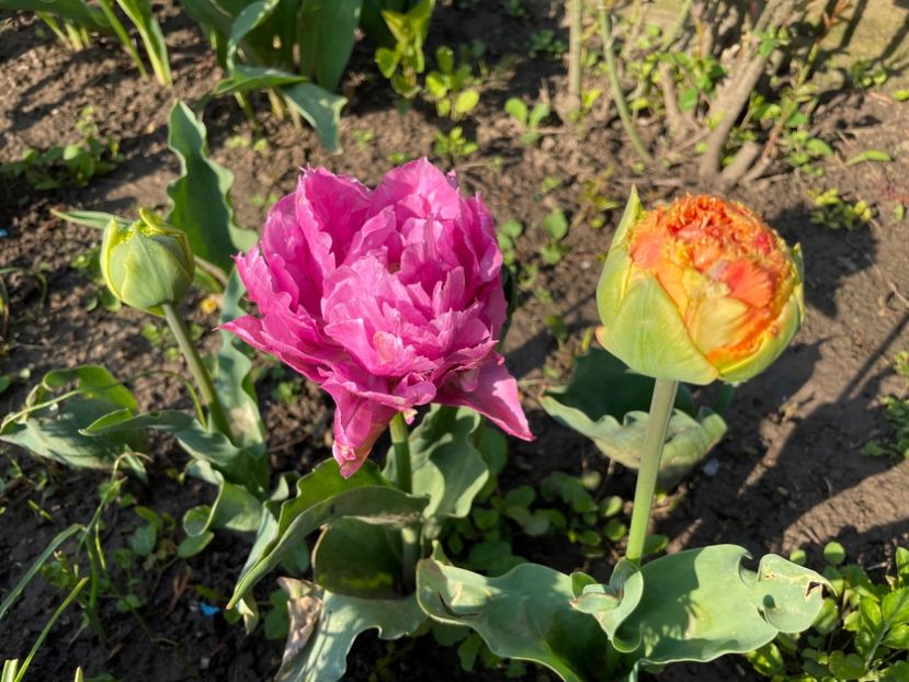 90A74C7C-C7AA-4039-88A7-7A645EEB8BFF - 01 Primăvara 2023