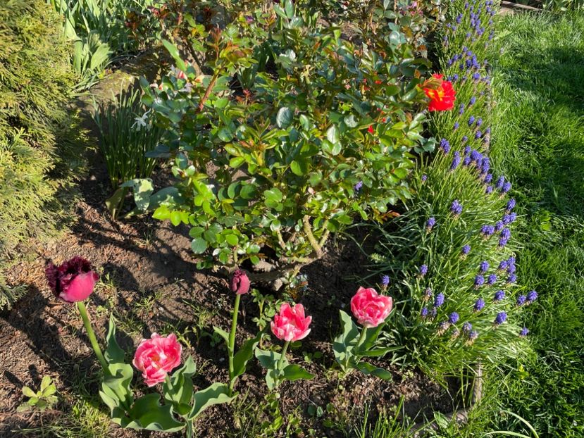 B30DD749-CD33-4FEE-82F4-3CE00D1B8806 - 01 Primăvara 2023