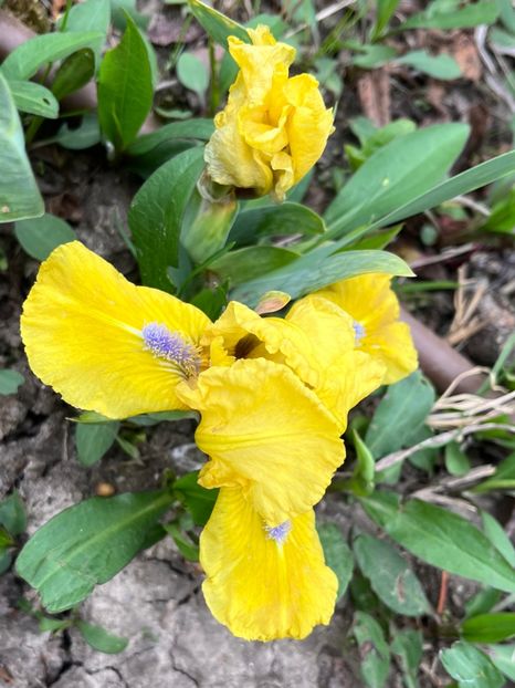 7DFA79C8-6DE0-4AC6-A437-C2C9222A3386 - Irisi 2017 2023 2024