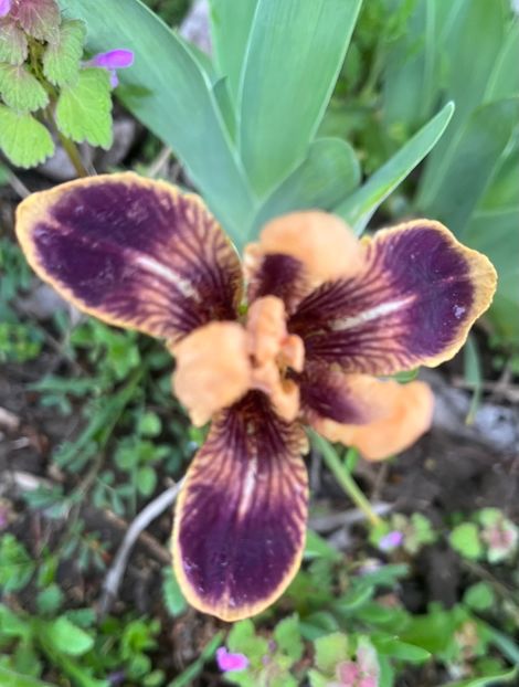 B3B997B9-722F-424A-B074-586FAEE8283F - Irisi 2017 2023 2024