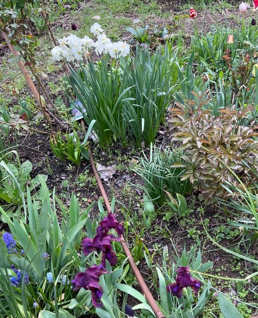 9F50DFEB-6573-401A-A840-58094F4C11E4 - Irisi 2017 2023 2024