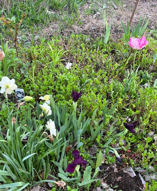 EFD5D6B7-30C3-44D3-AC50-C1E9DD8C738F - Irisi 2017 2023 2024