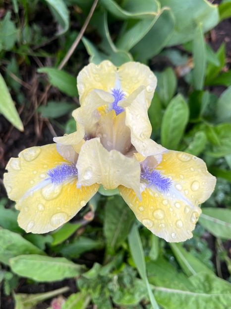 0BB36AFD-1B43-4C8F-8D1D-FD6C6C638AB3 - Irisi 2017 2023 2024