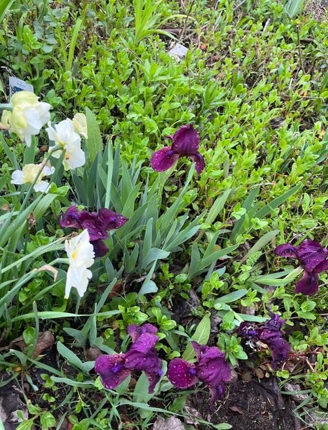 C6F80E37-7BC1-4EA8-BDBA-A0E09FD3185B - Irisi 2017 2023 2024