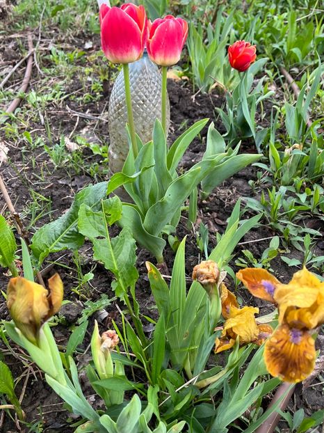 4AA87A2C-74FA-4022-B690-3024FB42A71D - Irisi 2017 2023 2024