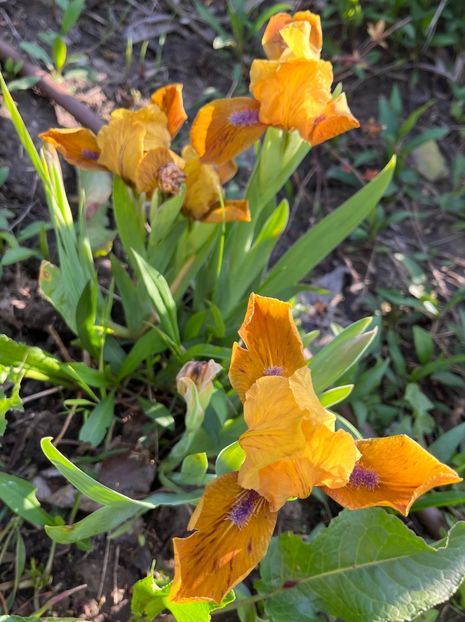 27DD9149-D148-42B3-94A0-77CF399DDC27 - Irisi 2017 2023 2024