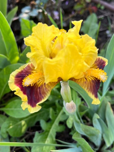 5A281A42-4B72-464D-BDD8-8F9691C3AE16 - Irisi 2017 2023 2024