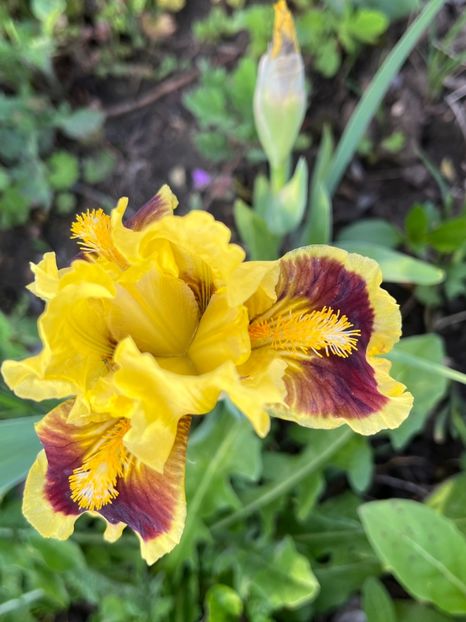 C1AFA8F4-7580-46C2-8492-AC1C68A2997C - Irisi 2017 2023 2024