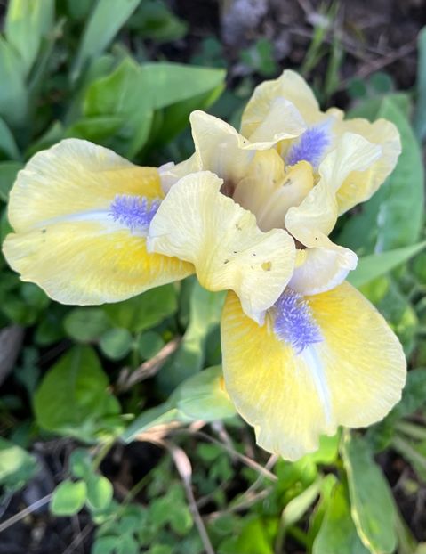 2B5E9ACA-8B45-4222-9892-F2A4FA1DBE52 - Irisi 2017 2023 2024