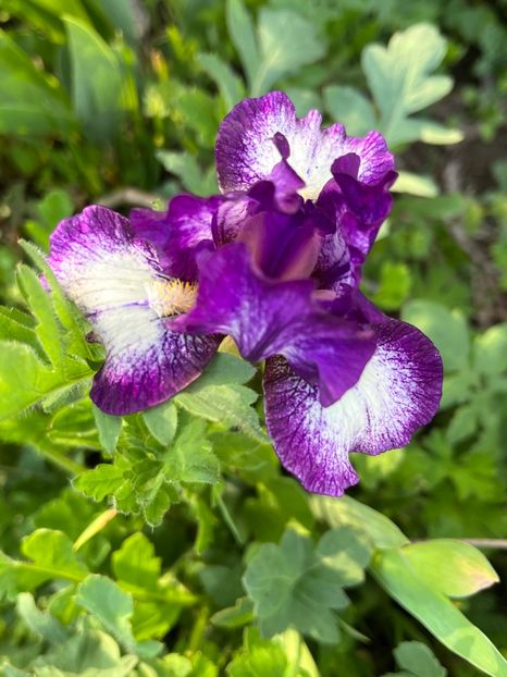 96A5149E-4CC9-4A41-9BFD-E3585AF9EB69 - Irisi 2017 2023 2024