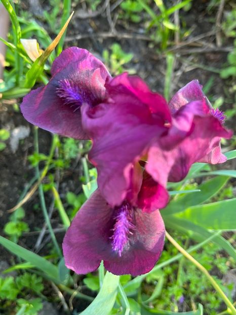 DB012C0A-1000-4D55-A3D6-F245911461F6 - Irisi 2017 2023 2024