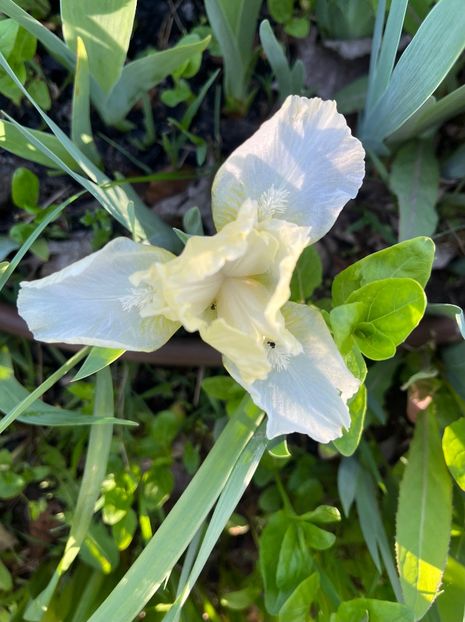 4AC4C1A4-7B03-41CD-86D3-F8B3119C2543 - Irisi 2017 2023 2024