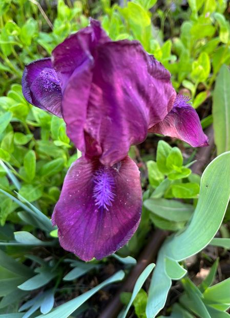 CB6F1077-5B91-401E-898D-F81D2C38A5FC - Irisi 2017 2023 2024