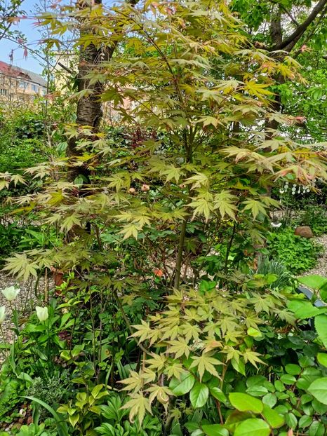 Asahi-Zuru - Arțari