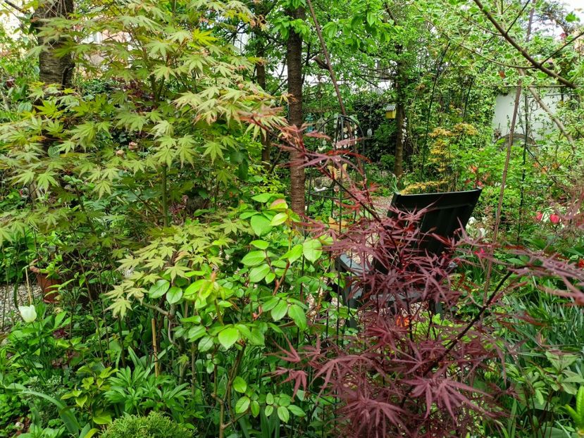 Asahi-Zuru și Hubbs Red Willow - Arțari