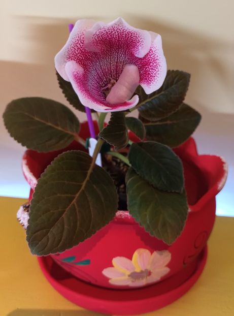 Iolanta - Bombonelele gloxi