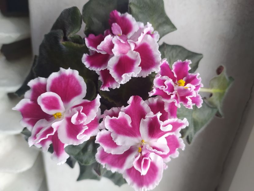 23 aprilie 2023 - Amadeus