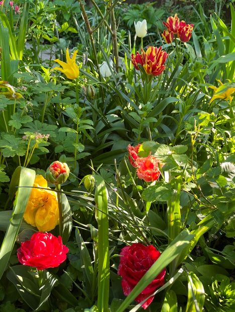 548E240A-5B5C-41D9-9D29-CCBC5B60E1D3 - Lalele 2023