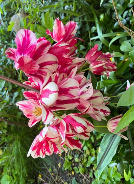 E58F35DD-8AAB-43E4-BC95-FD2267C4764C - Lalele 2023