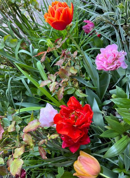 98021441-60D4-4AD8-B1E2-D310585678EA - Lalele 2023