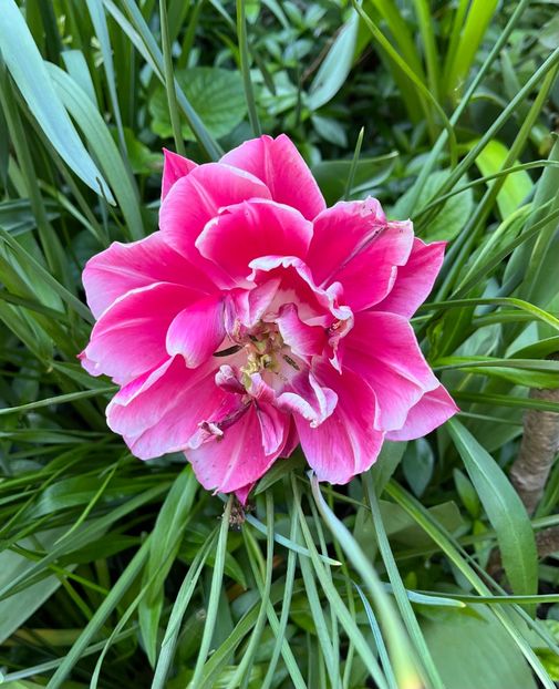 46C4A56F-0640-4B85-9E3E-6C167ADDD6D7 - Lalele 2023