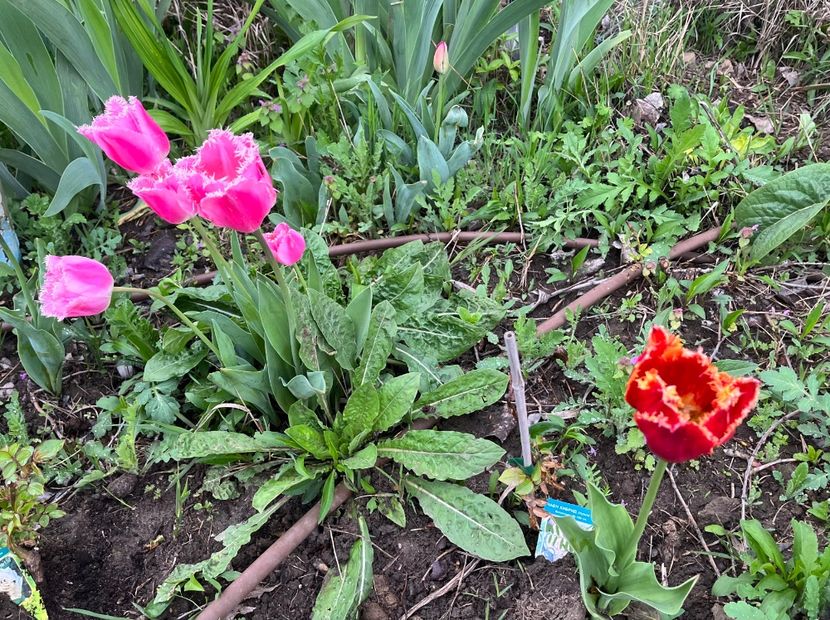 1CA36CD9-6407-4269-8F58-A950C766F3E7 - Lalele 2023