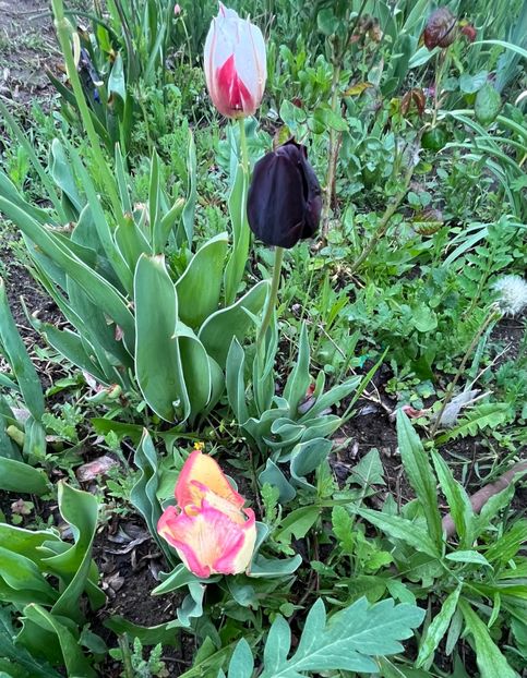 7921ADFF-D06E-4F7B-8140-E749860C0403 - Lalele 2023