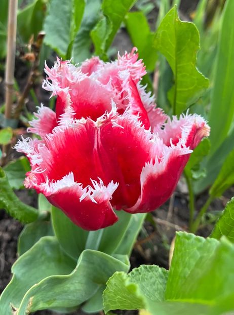 8D739E06-926C-46A7-8B85-DA1827D60BB1 - Lalele 2023