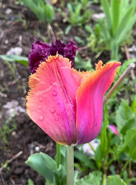 6D03EC6A-1E37-4919-B4B5-BA128AF81E65 - Lalele 2023