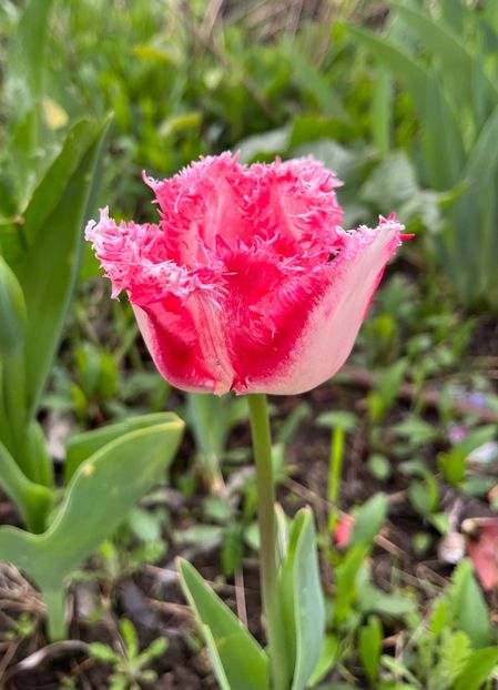 5865722D-2531-4E8B-A16F-F7B84776CC0E - Lalele 2023