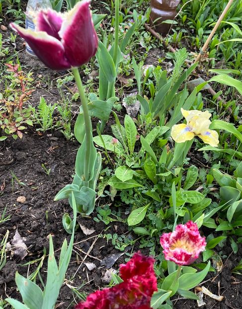 9FC6113C-A7C3-4894-A323-5C2212A725B1 - Lalele 2023