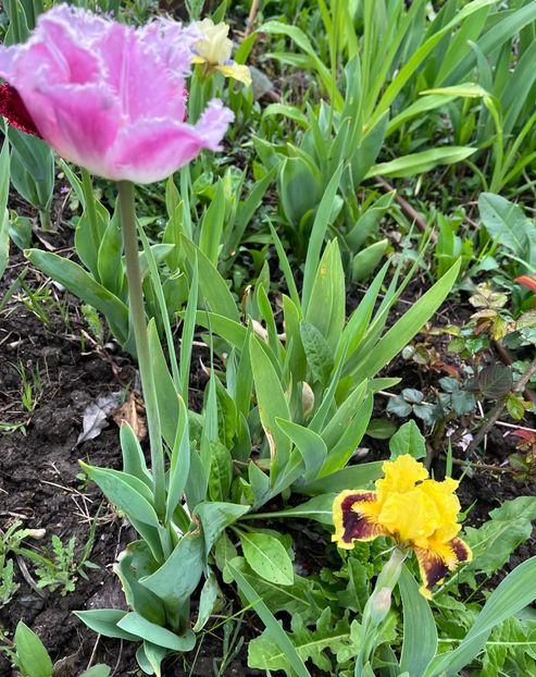 1DD6F2F3-477C-4373-A82B-EC4A2FD9A0A4 - Lalele 2023