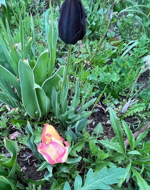 605B9CEB-80C8-429B-8451-655CCBA040CF - Lalele 2023