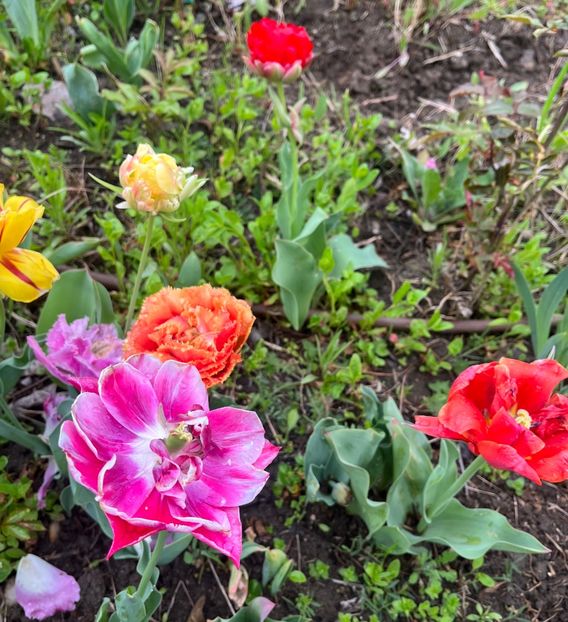 E29FA055-BDC7-49CE-B4D1-734282E7D650 - Lalele 2023