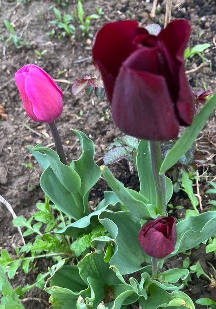 D1D0FEAD-AC13-4F94-8D84-513A8B30A2DA - Lalele 2023