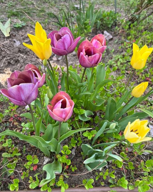 2E3F59FF-D427-4AE9-8105-8724B22ABC1E - Lalele 2023