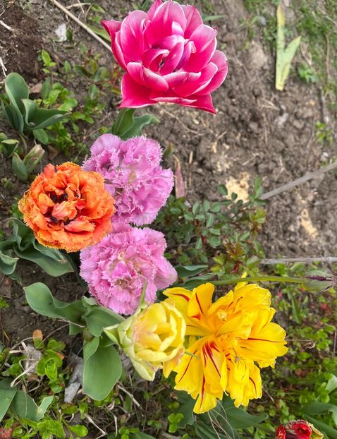 82D34C5D-3A08-4DCD-935D-662DEC06FF8D - Lalele 2023