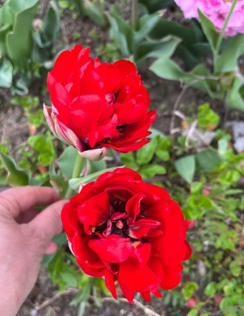 09980D90-A9DE-4ADB-AF8D-0A9F1E295A1D - Lalele 2023