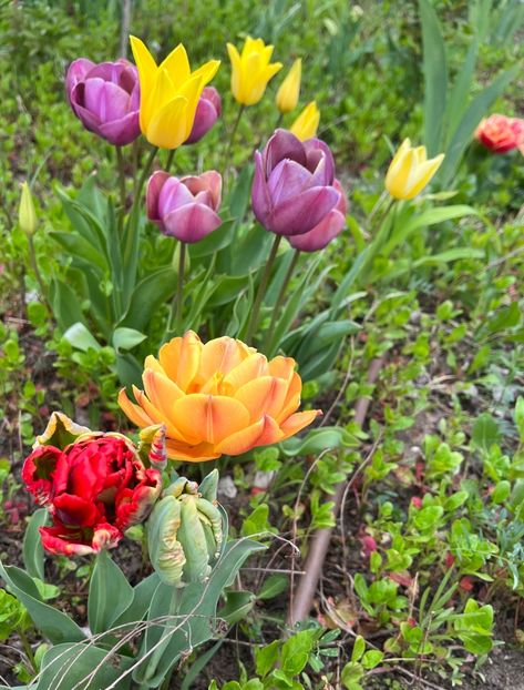 A2B0AB59-657C-4DA5-A5AE-362A6B322B3D - Lalele 2023