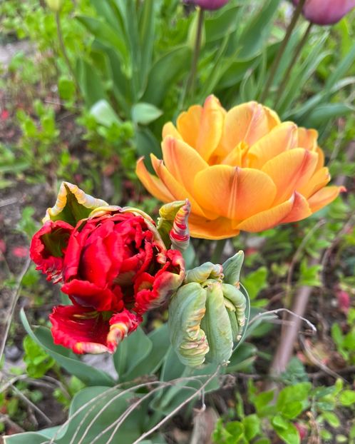 3606FF87-A784-43E5-B9B3-9E1069277A56 - Lalele 2023