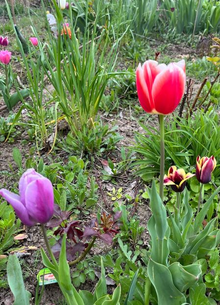 2B45C0D1-805F-4CF1-A0C9-92109F10E631 - Lalele 2023