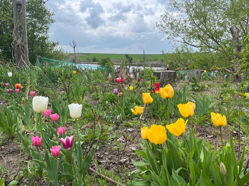 F1EC104E-F745-4E57-9674-E651FD9ECE11 - Lalele 2023