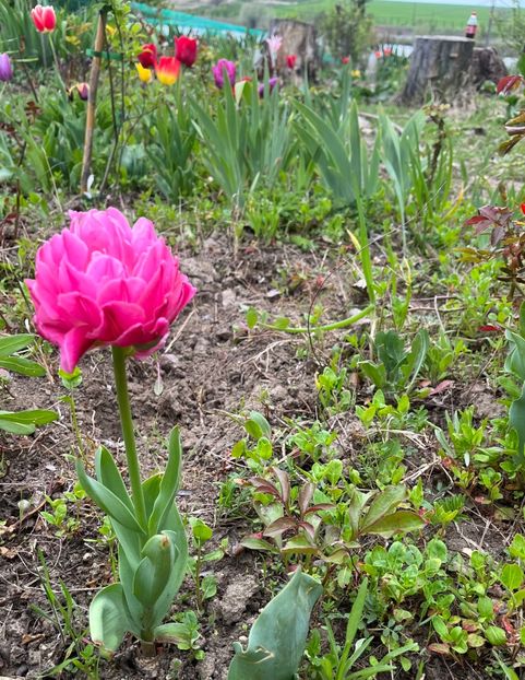 5917EBBD-FEAC-4CF1-B50E-FEC082EA3F12 - Lalele 2023