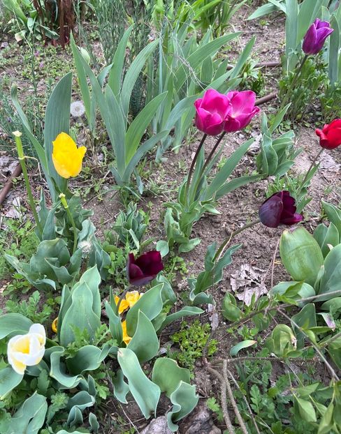 3E52A468-465B-4DAD-BB48-C7EEFCF6569D - Lalele 2023