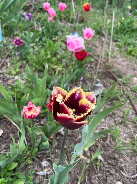 0AE7869A-8B89-4239-9486-DA4C13C7A2ED - Lalele 2023